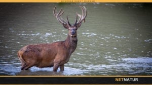 Hvorfor bliver DJ-artikel misforstået