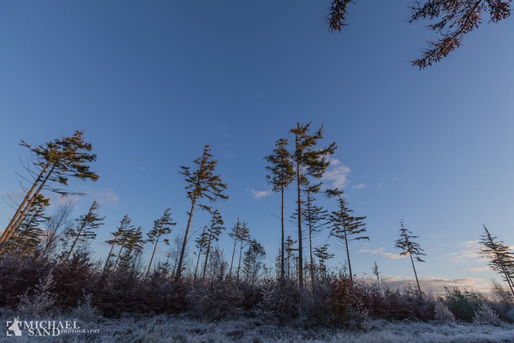 Flere væltede træer end ventet Flere væltede træer end ventet