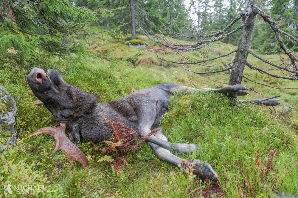 Jagttiden på elg skal måske afkortes Jagttiden på elg skal måske afkortes