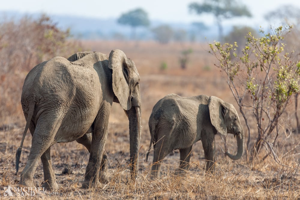 1.000 parkvagter dræbt på bare ti år