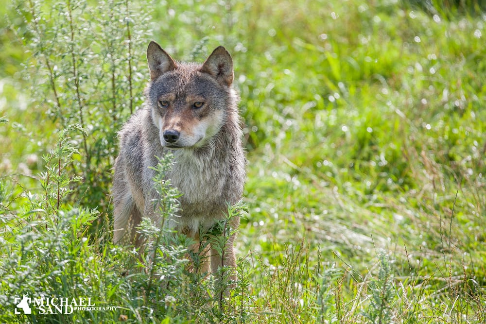 Leder: Holdning til ulv i Danmark er som holdning til vejret MG 9639
