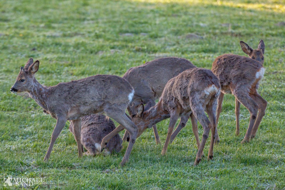Kommunale detaljer om afskydning af hjortevildt