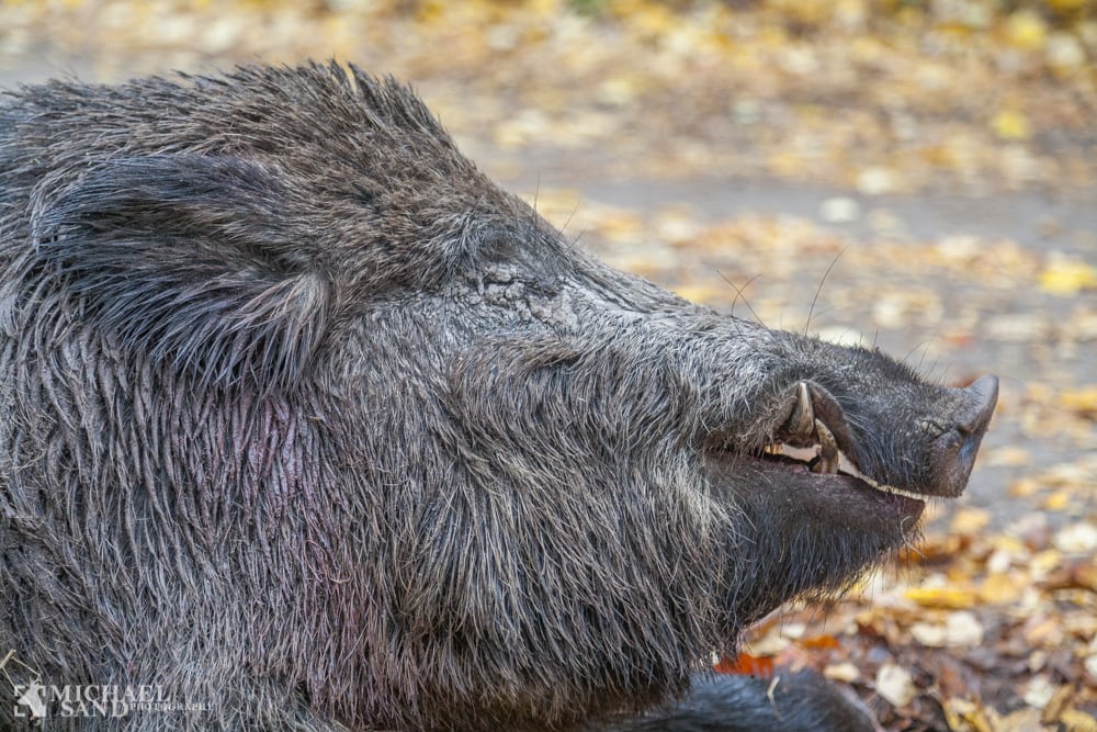 Svensk jagttegn kan nu betales og hentes som PDF Fersk vildtkød til Danmark - hvad må man?