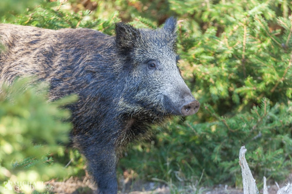 Vildsvin meget tæt på Flensborg Vildsvin meget tæt på Flensborg