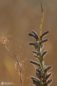 Kend dine vildtplanter: Lupin P2A2335