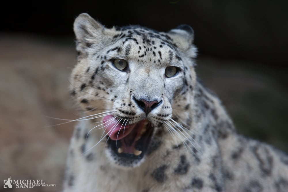Masse-udryddelse af klodens arter Masse-udryddelse af klodens arter