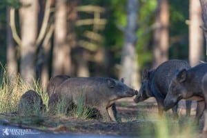 Svenskerne vil vide mere om deres vildsvin