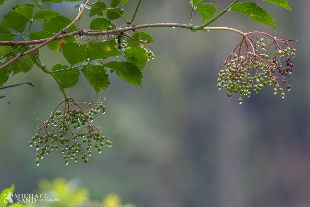 Nye skove erstatter Østerild Kend dine vildtplanter: Almindelig Hyld