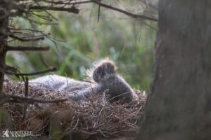 Afrikansk svinepest - hvad er det?