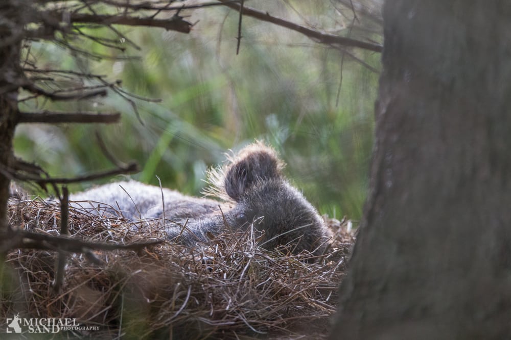 Afrikansk svinepest rykker tættere på Afrikansk svinepest - hvad er det?