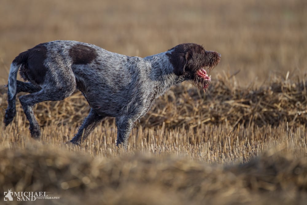 Fødevareministeren har store forventninger til ny hundelov Viden om: Med hunden i naturen