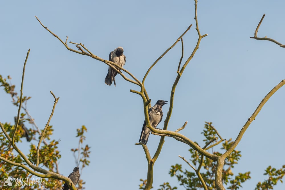 Respekt for kragejægere - video