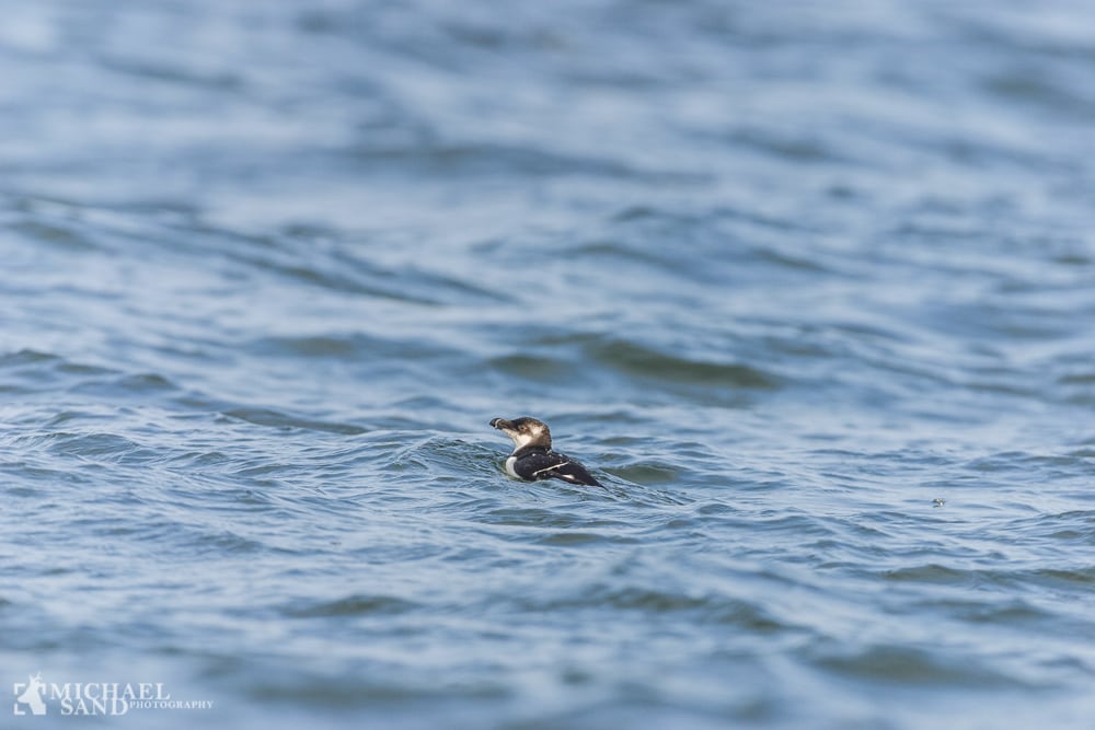 Se havets alke fra land