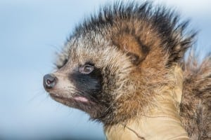 Indsatsen mod mårhunden fortsætter Mårhunden trives i Jylland