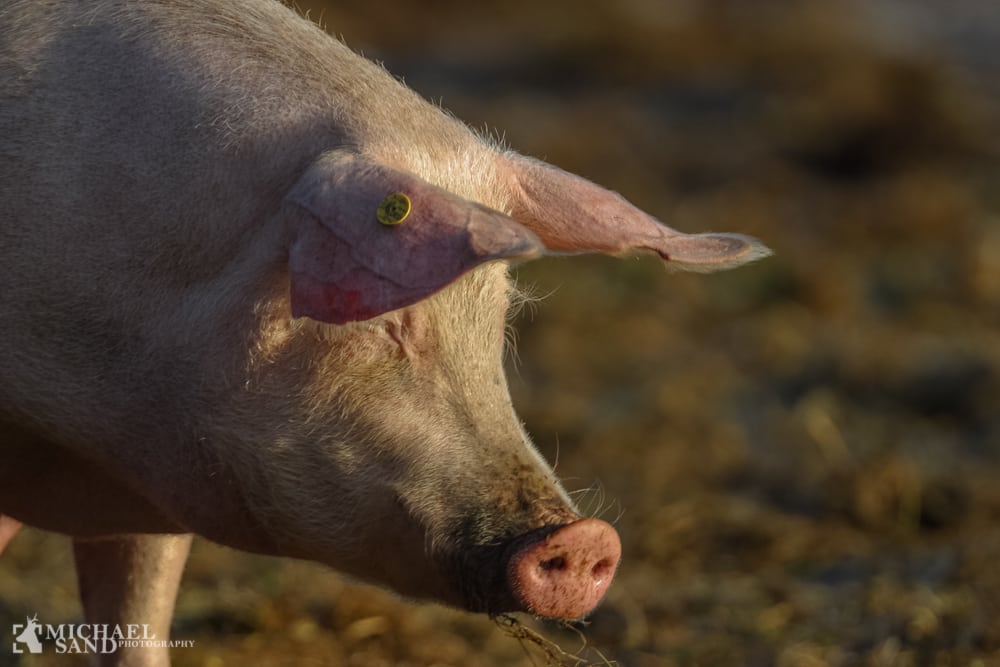 DN: Flere svin giver ikke flere jobs – kun større problemer