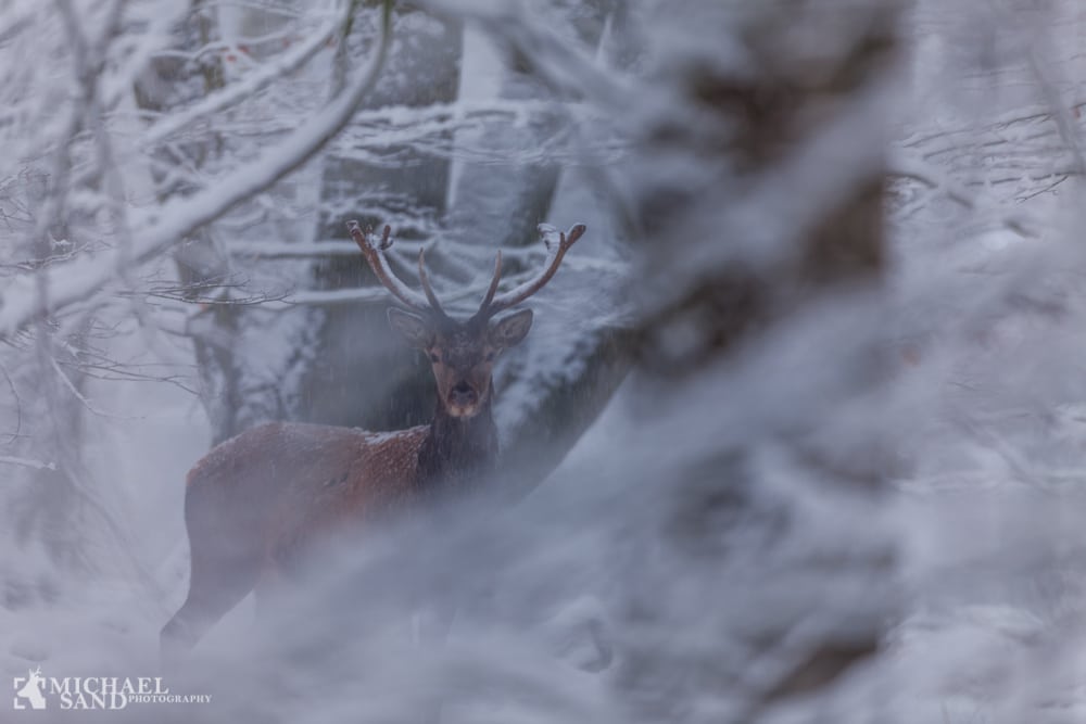 Jæger redder vildt fanget i snemasser