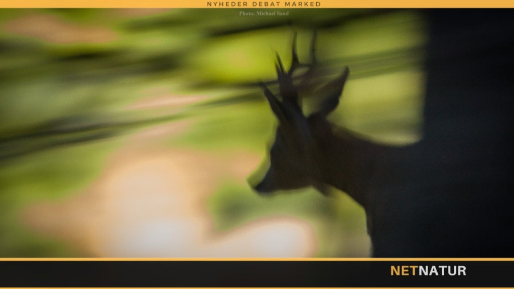 Jagtfilm om bukkejagt