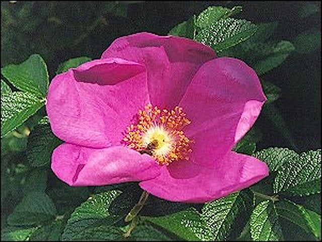 To invasive planter bliver forbudt fra 2022