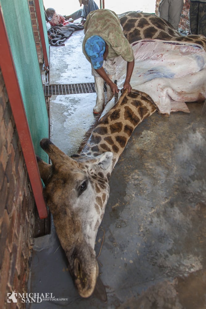 Overrabiner sammenligner jagt med halalslagtning