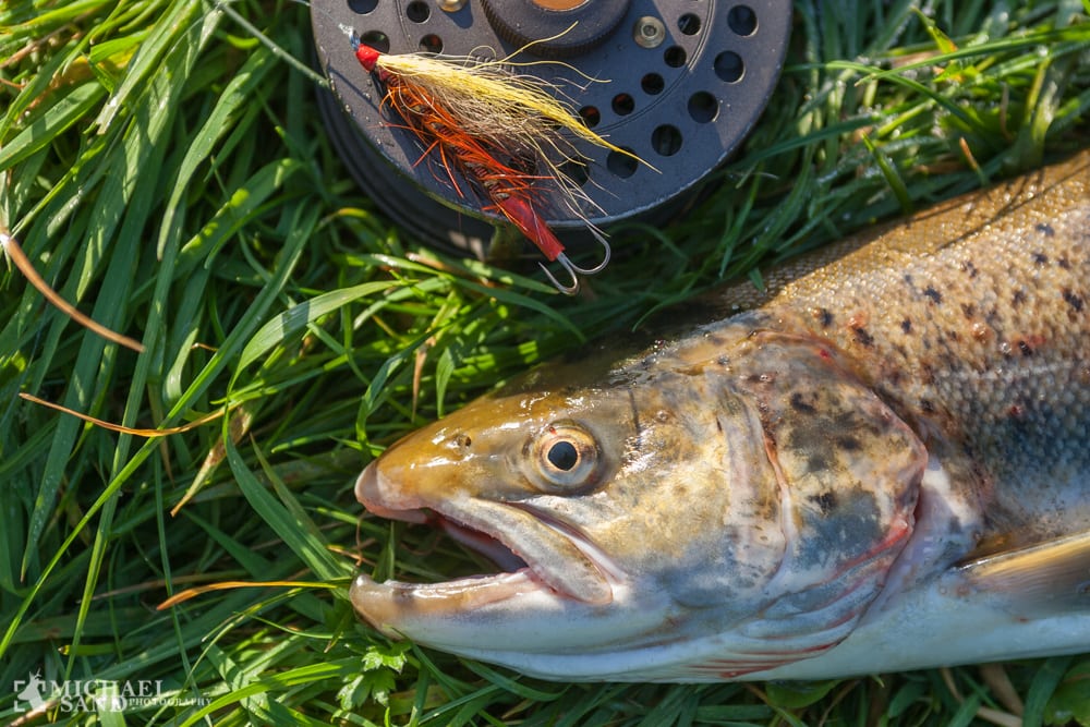 Flere ørreder til fynske lystfiskere Flere ørreder til fynske lystfiskere