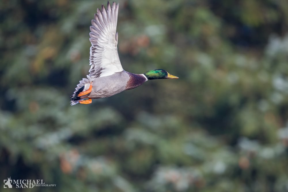 Ud i naturen - Tørning Mølle og Hindemade