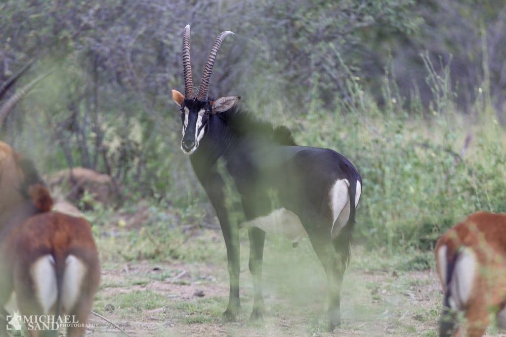 Import af jagttrofæer - se reglerne her