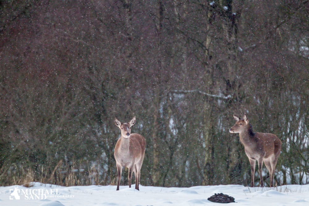Rekordstor afskydning af kronvildt i Vendsyssel