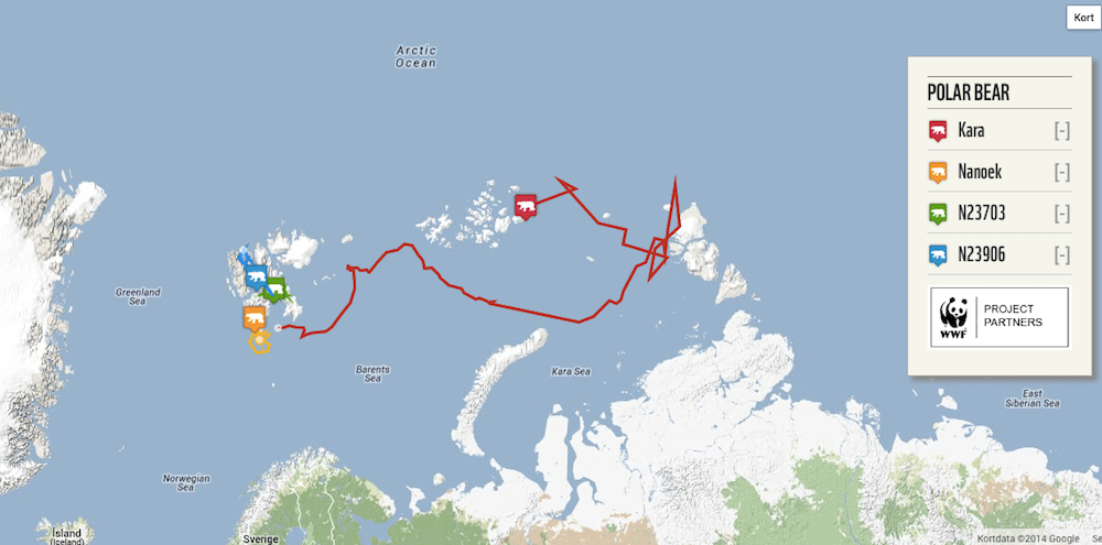 Følg GPS-mærkede isbjørne