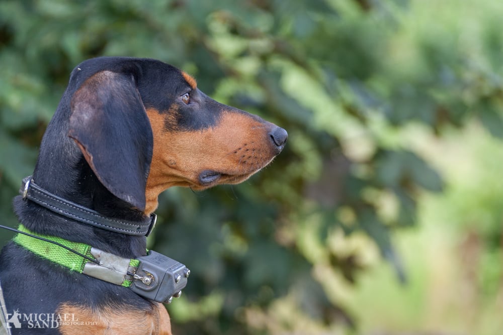 Jagthunde bør behandles mod dværgbændelorm hver 4. uge