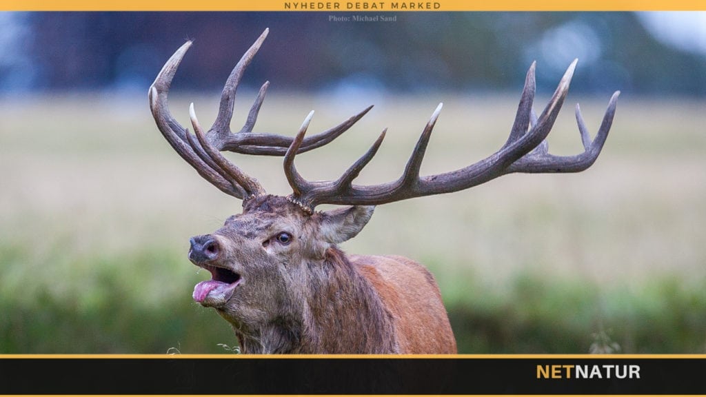 Kronvildt tænder skal medvirke til forbedret vildtforvaltning