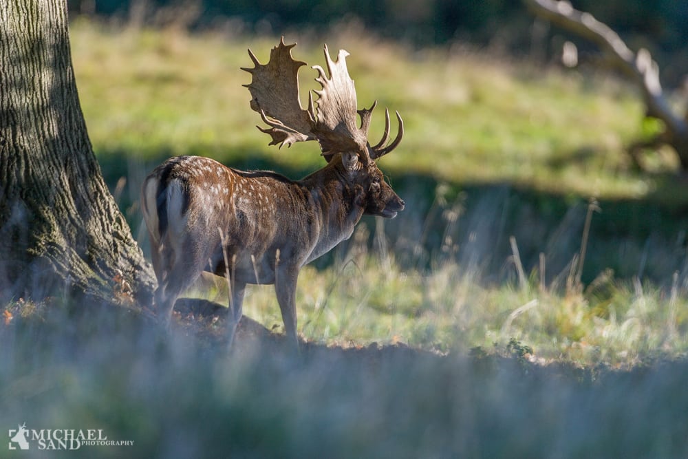 Staten vil frede Dyrehaven og Himmelbjerget
