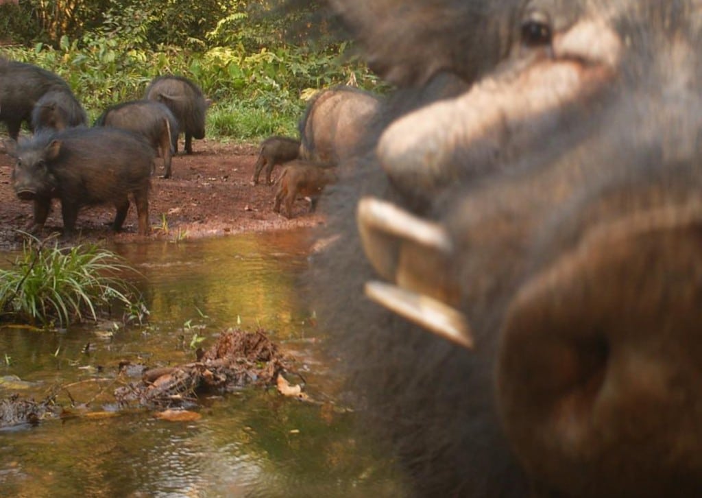 Centralafrikansk naturprojekt viser ny vej for bevarelse og benyttelse