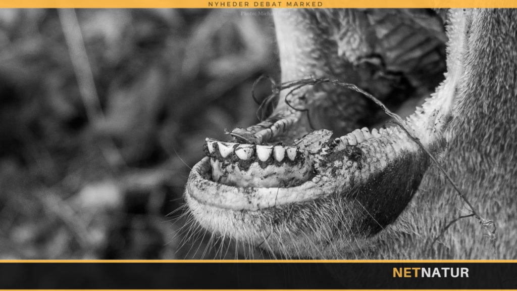 Jægerforbundet søger statsstøtte til kæbeindsamling Jægerforbundet søger statsstøtte til kæbeindsamling