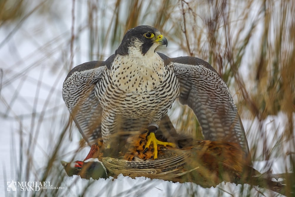 19 lokaliter med vandrefalkepar 19 lokaliter med vandrefalkepar