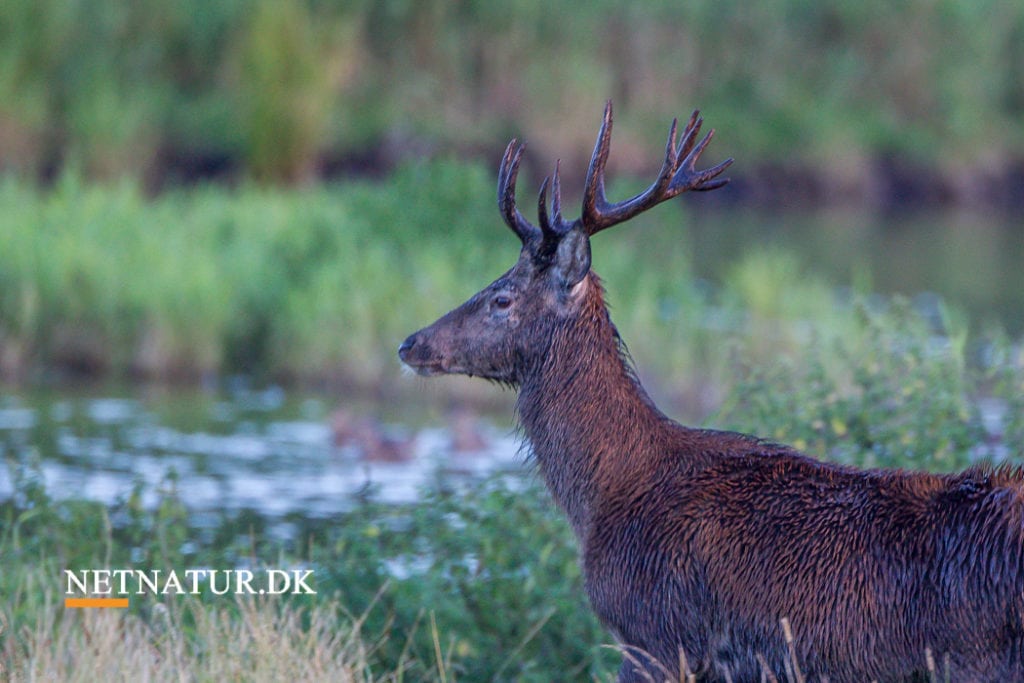 Ros til ministers hjortevildtplan Naturstyrelsen - stadig ledige pladser på dagjagter