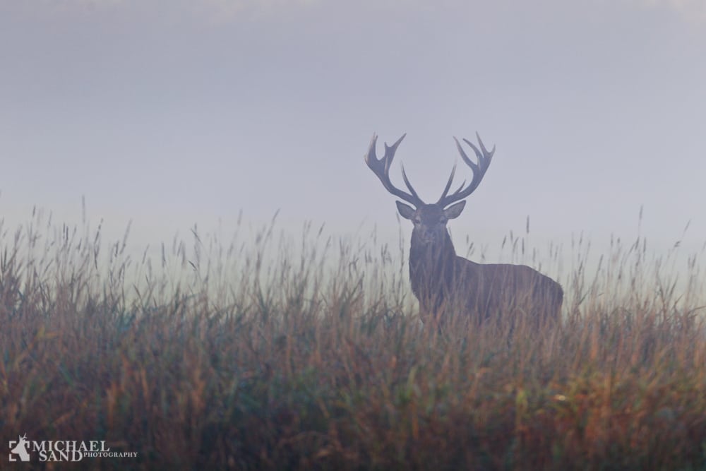 Hollandsk eksperiment uden jagt fik katatrofale følger