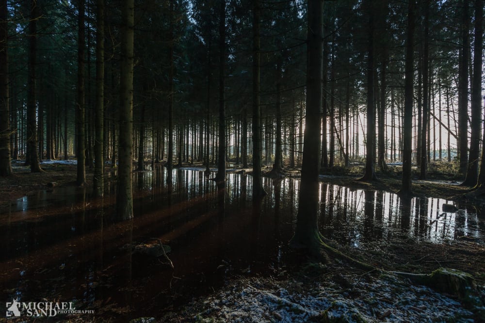 Grove metoder i skoven Private skovejere skal sikre mere vild og urørt natur