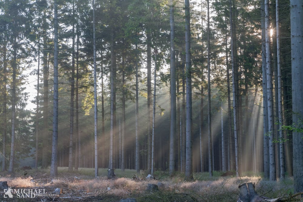 Nyt stort projekt skal omdanne nåletræsplantager til varieret skov