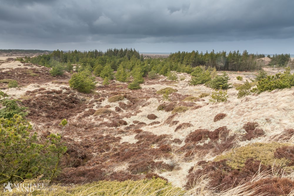 Naturstyrelsen sætter fut i hederne MG 8118