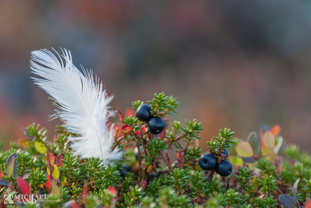 NORGE: Jæger fundet omkommet
