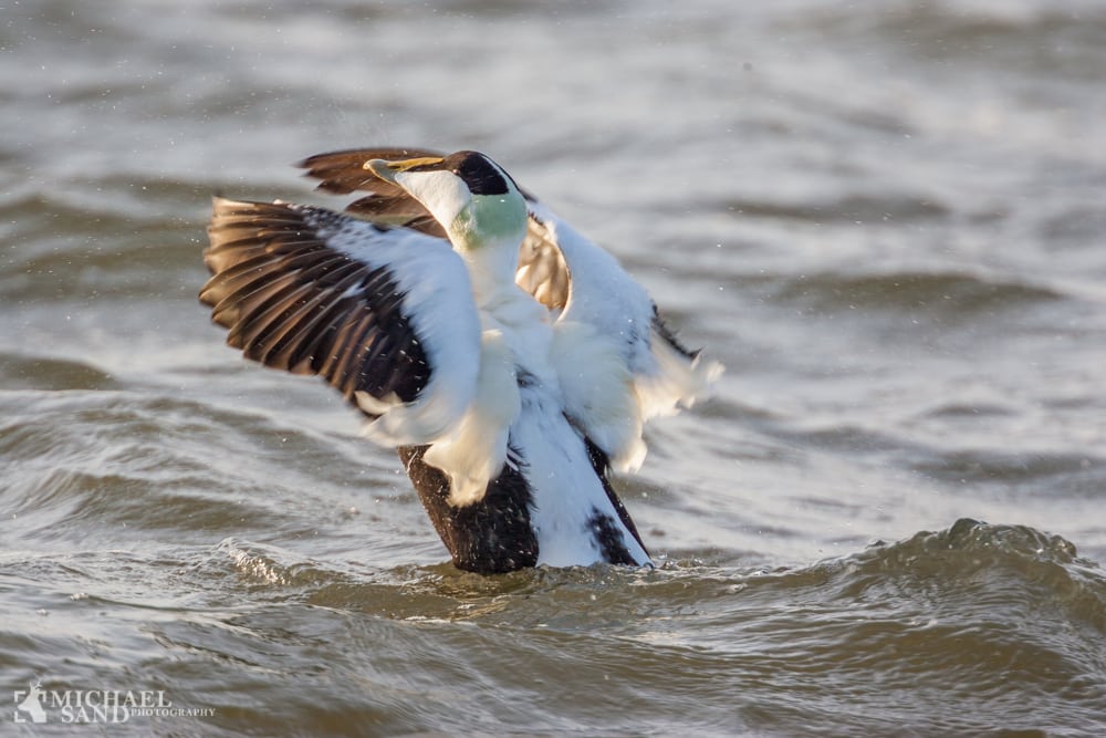 Ederfuglens tilbagegang på Christiansø kan forklares