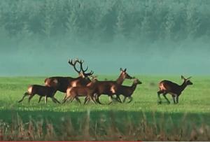 Jagttider og sprossefredninger: Status og konsekvens