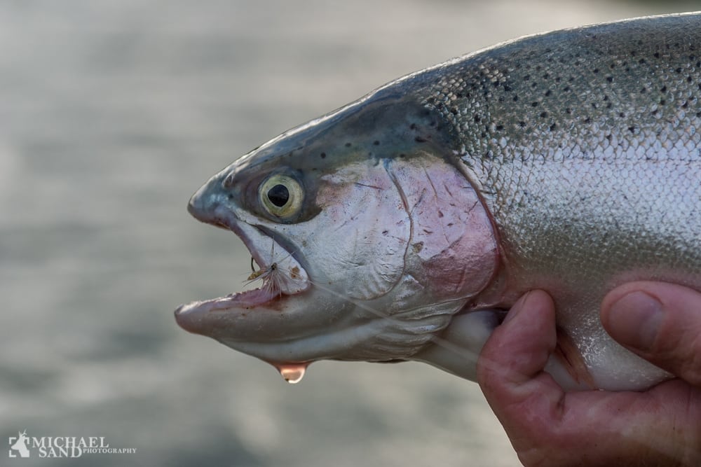 70 ton regnbueørreder undsluppet fra havbrug