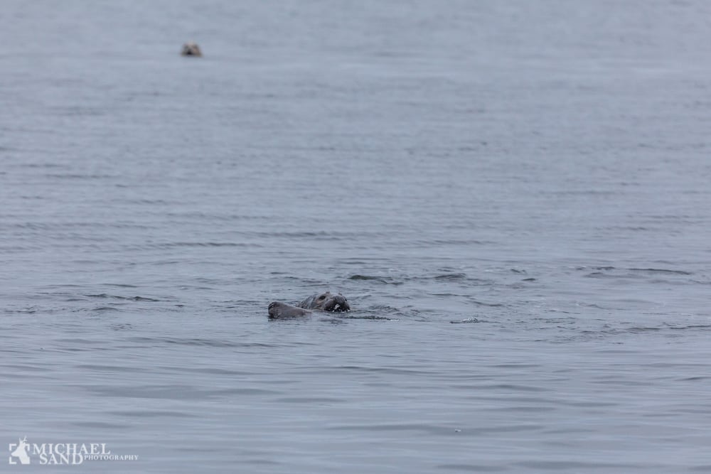 Sælpest-epidemi måske under opsejling Sælpest-epidemi måske under opsejling