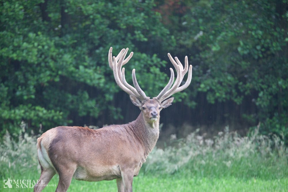 Stor interesse for at leje jagt på Forsvarets terræner MG 7860