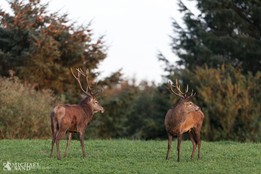 Miltbrand konstateret i Tyskland Kronvildt