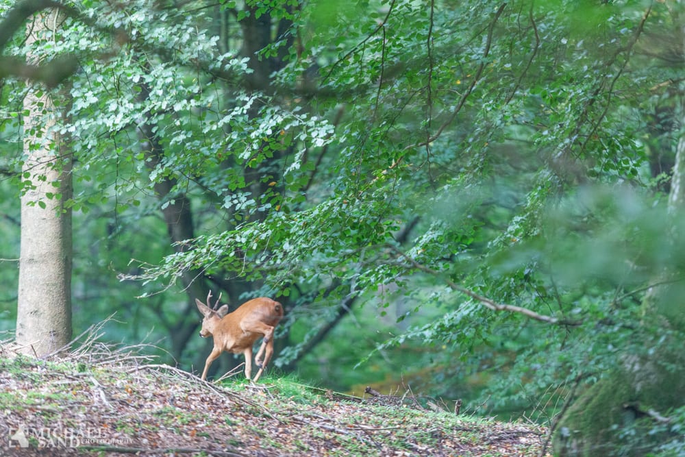 Nye naturguider fra Naturstyrelsen Nye naturguider fra Naturstyrelsen