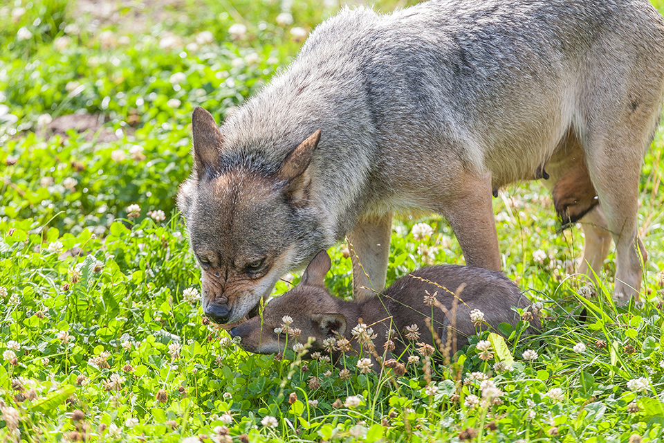 WWF: Flere ulve kræver større natur