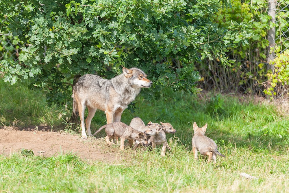 Prøver afslører spor af både ulv og hund i Jylland MG 9646 copy
