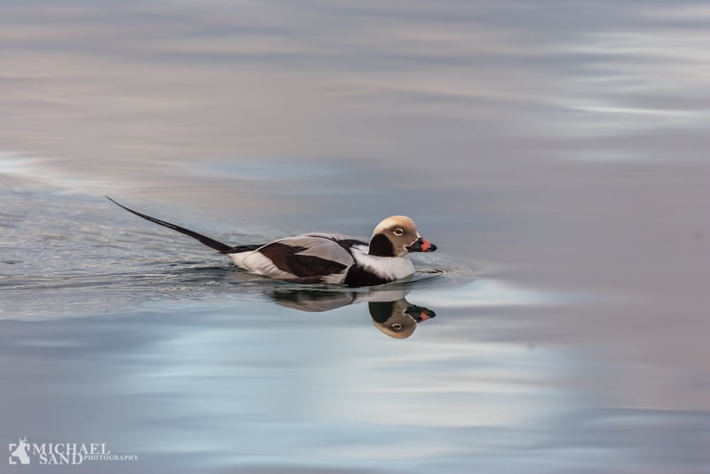 Masser af liv i Kattegat